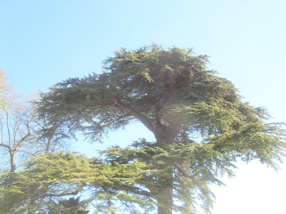Bed & Breakfast Chateau Les Cedres Bretteville-l'Orgueilleuse エクステリア 写真