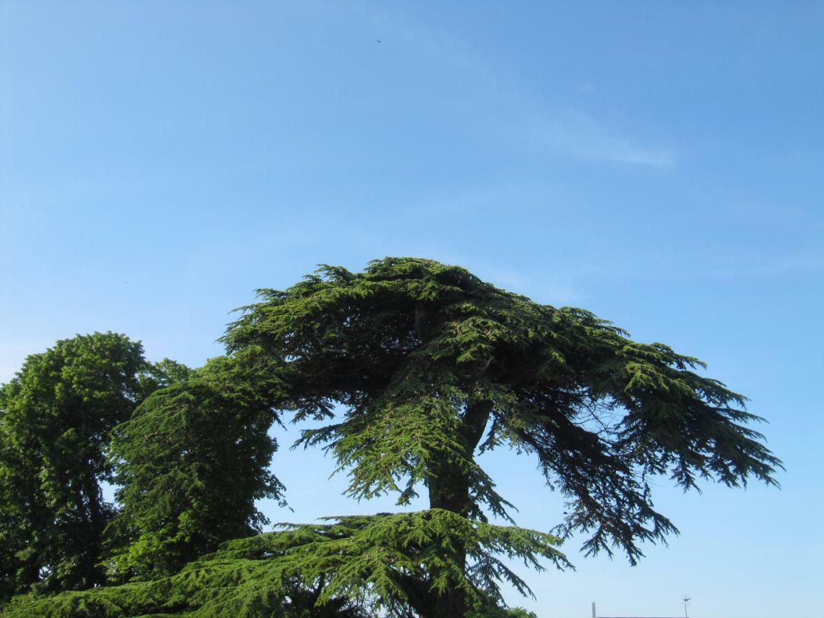 Bed & Breakfast Chateau Les Cedres Bretteville-l'Orgueilleuse エクステリア 写真